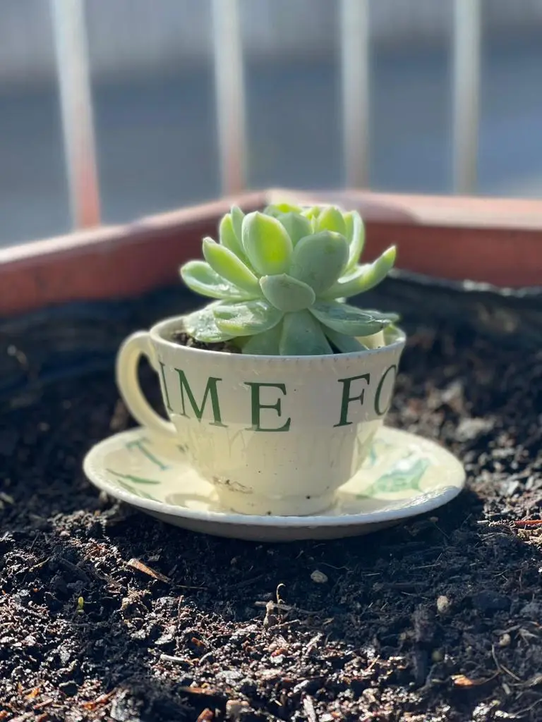 Teacup garden
