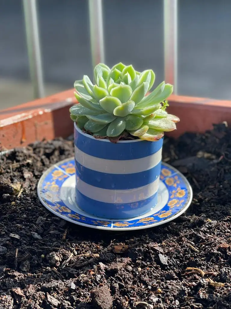 Succulents